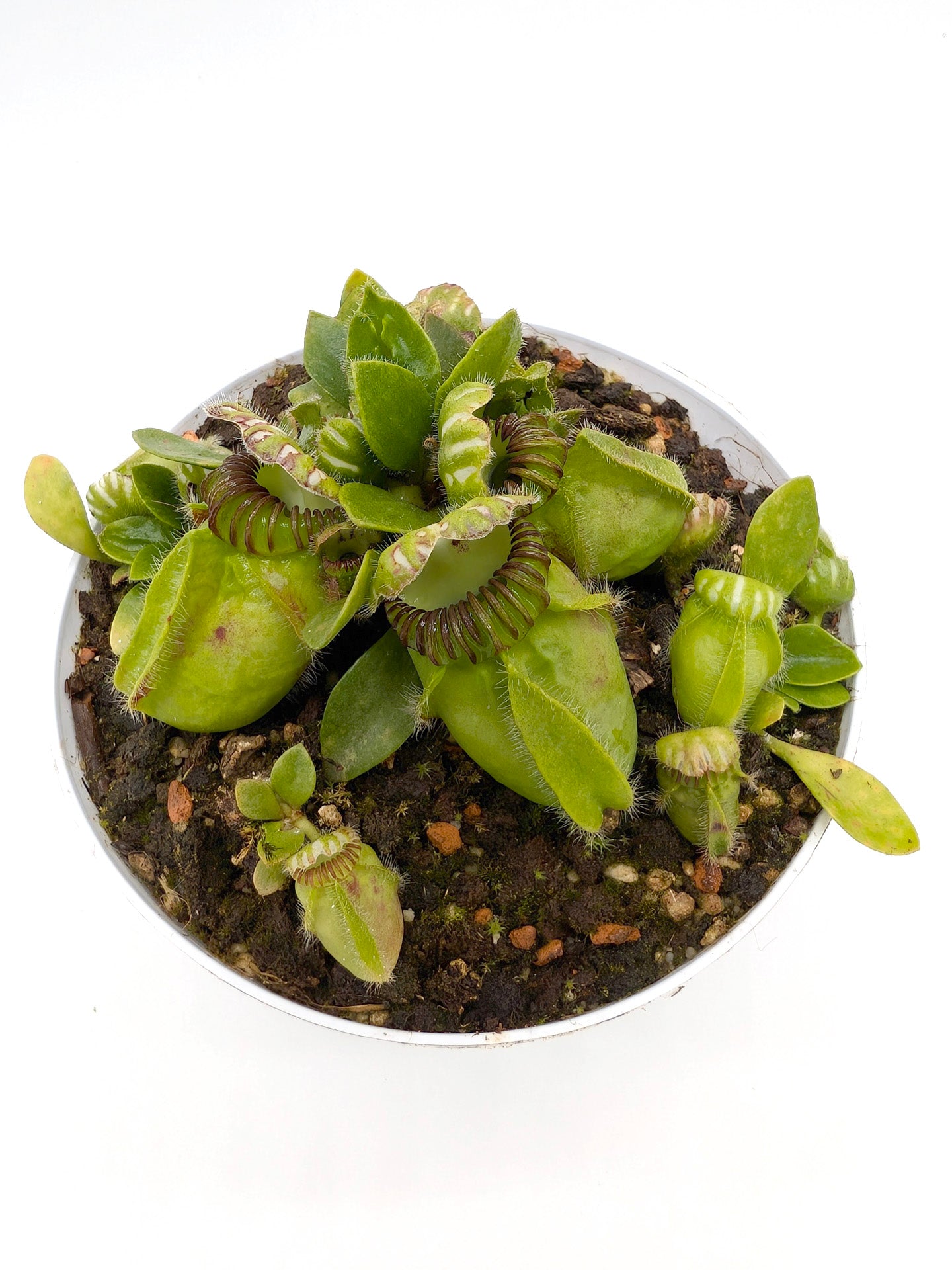 Cephalotus follicularis Frenchman's Bay, AU