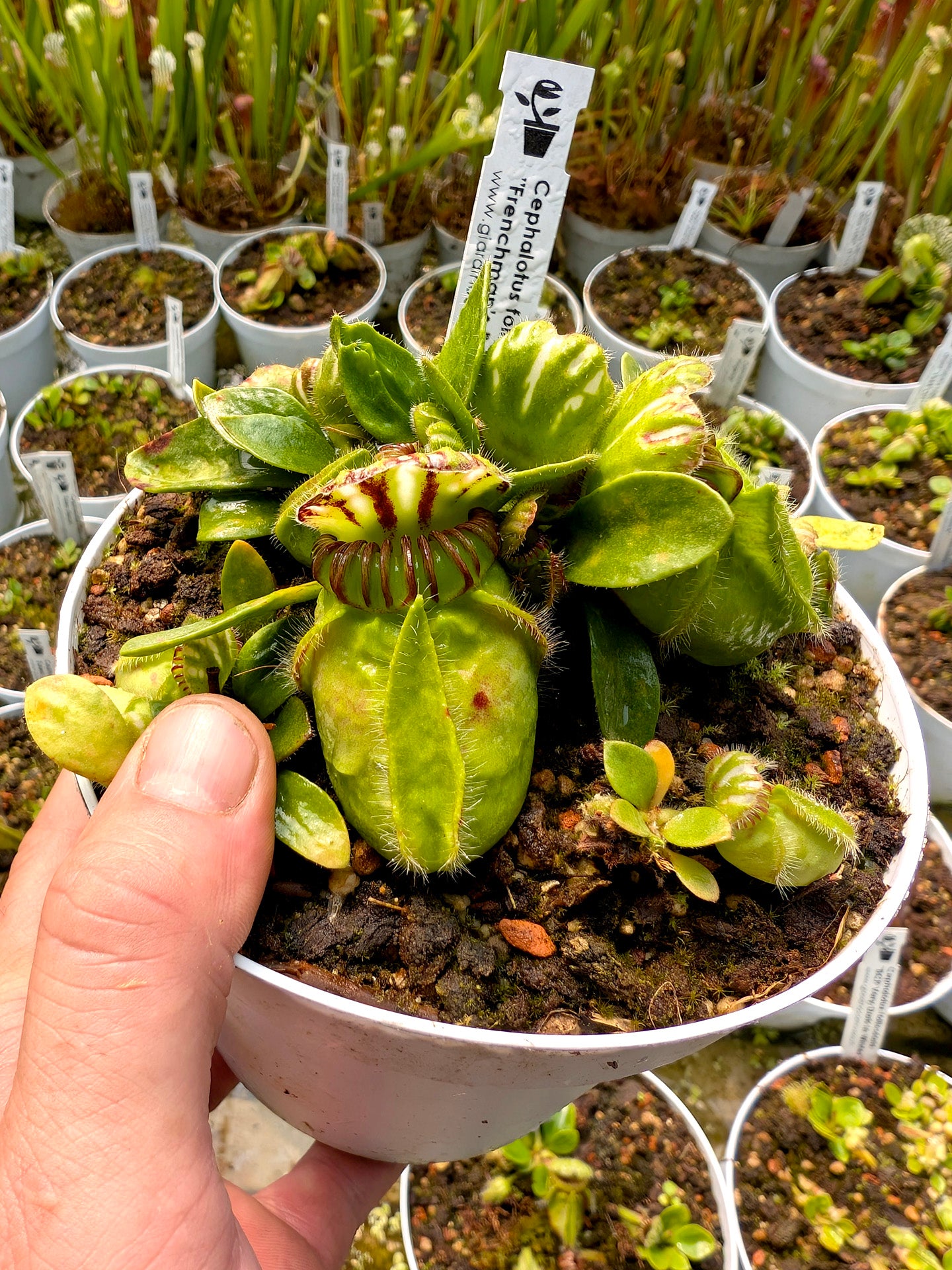 Cephalotus follicularis Frenchman's Bay, AU