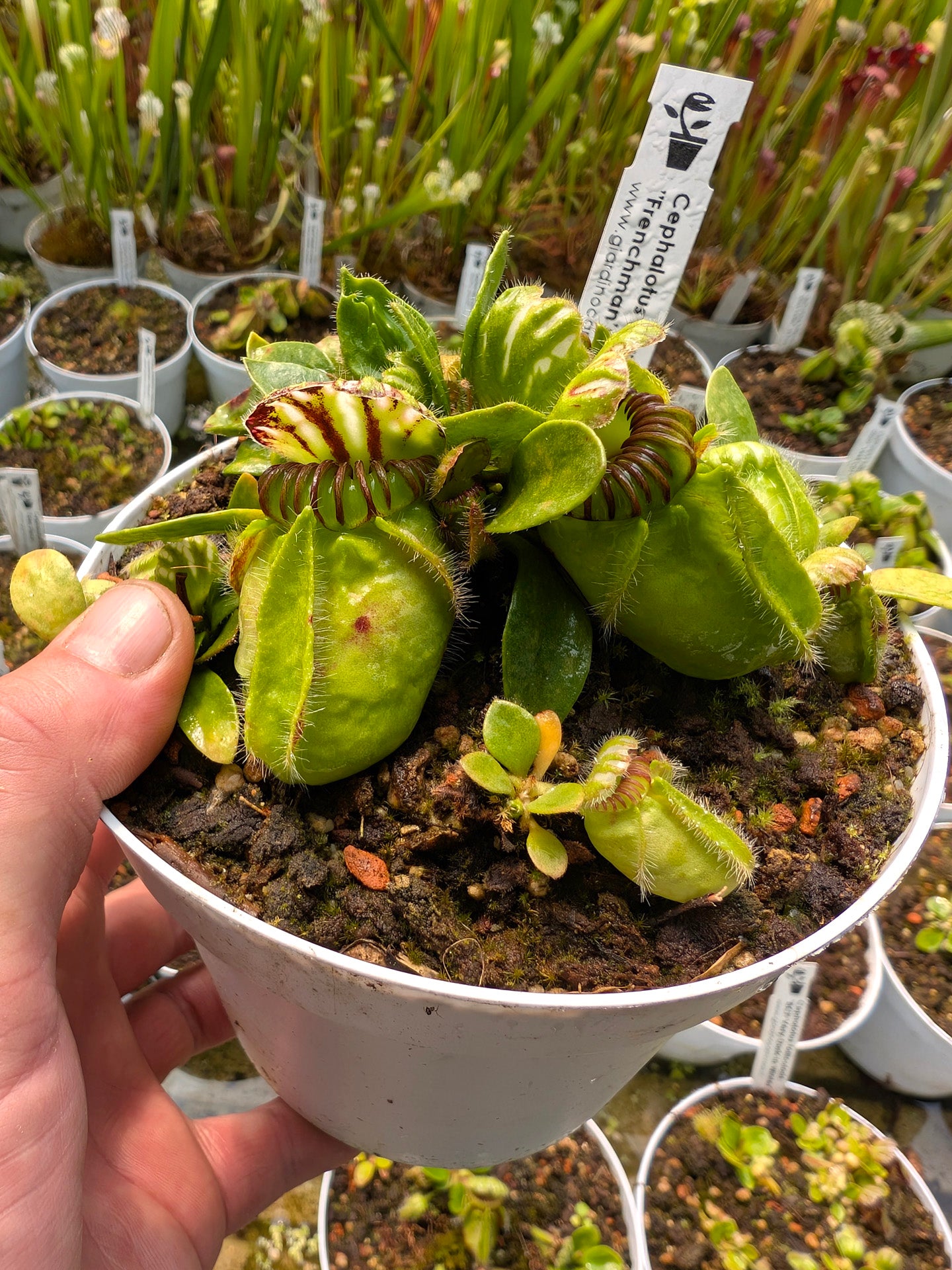 Cephalotus follicularis Frenchman's Bay, AU