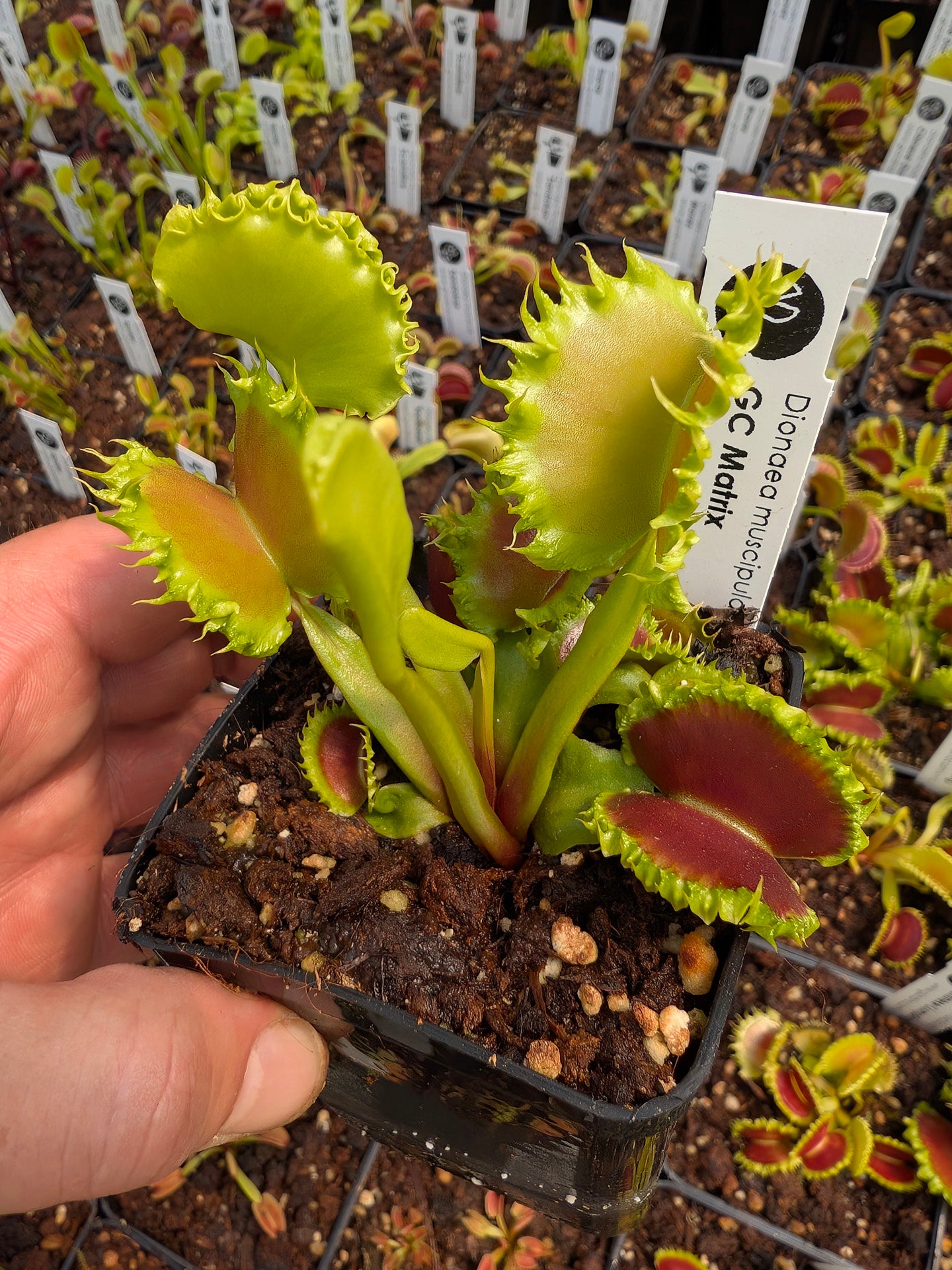Dionaea muscipula GC Matrix