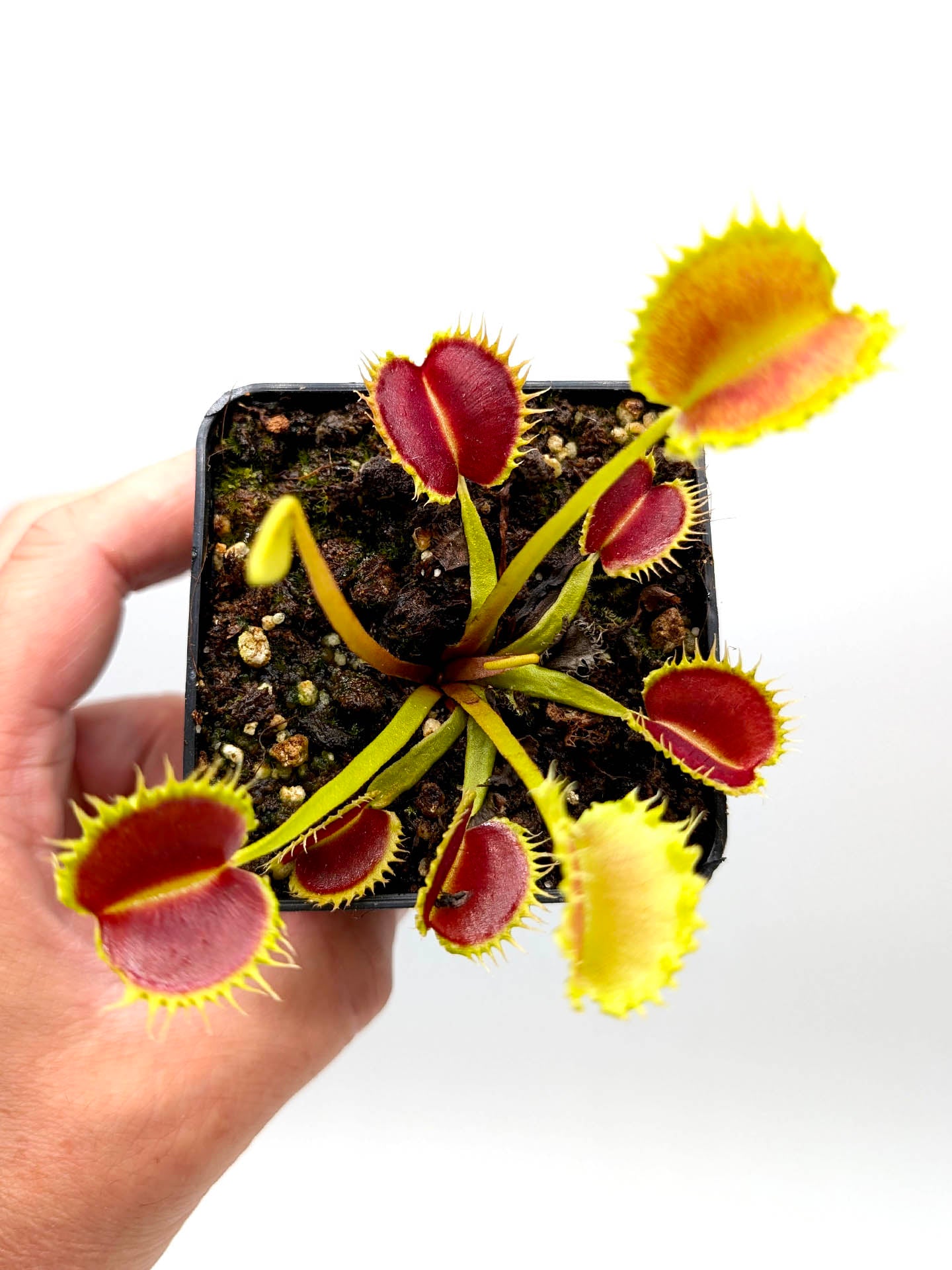 Dionaea muscipula GC Leech