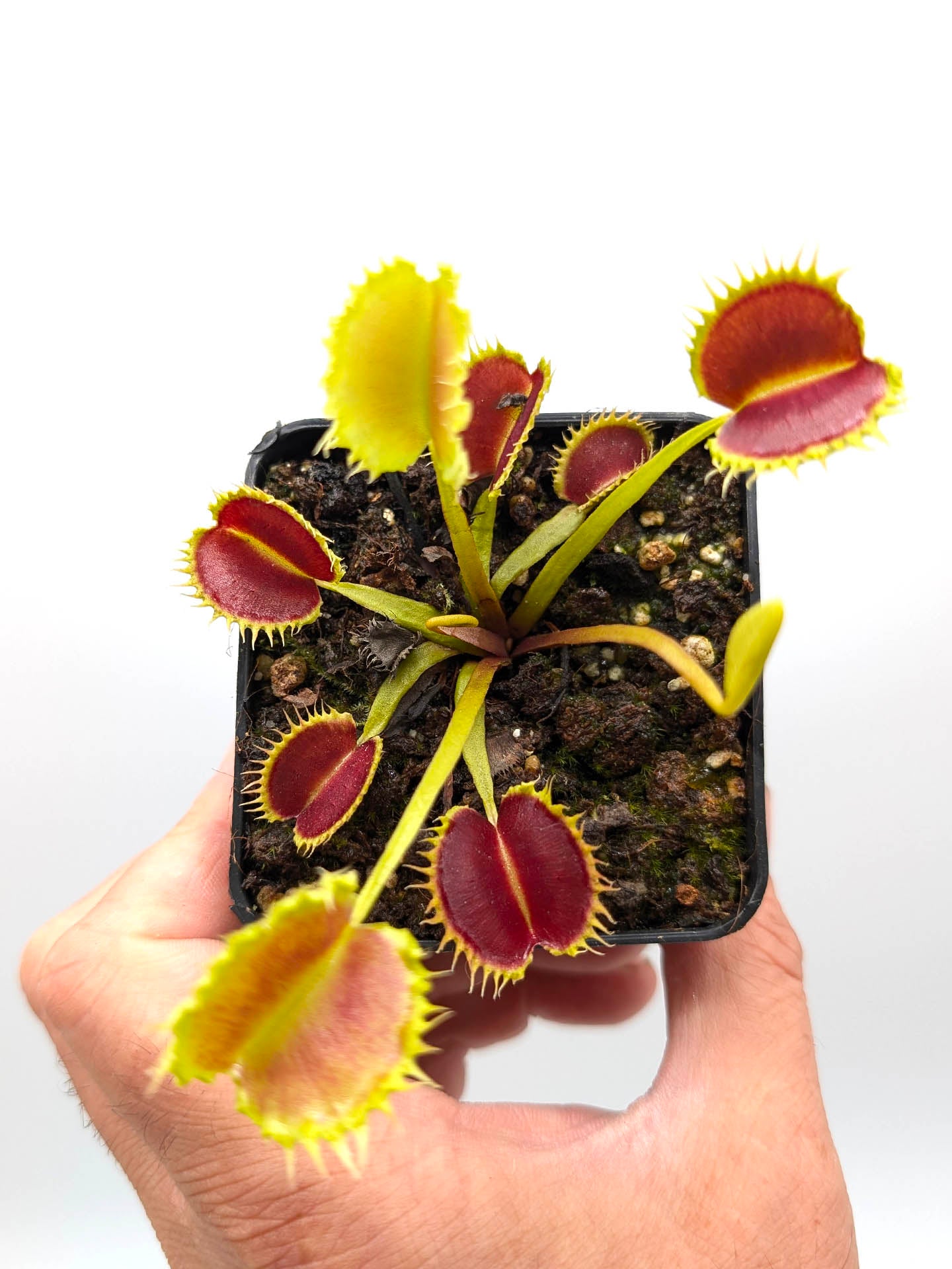 Dionaea muscipula GC Leech