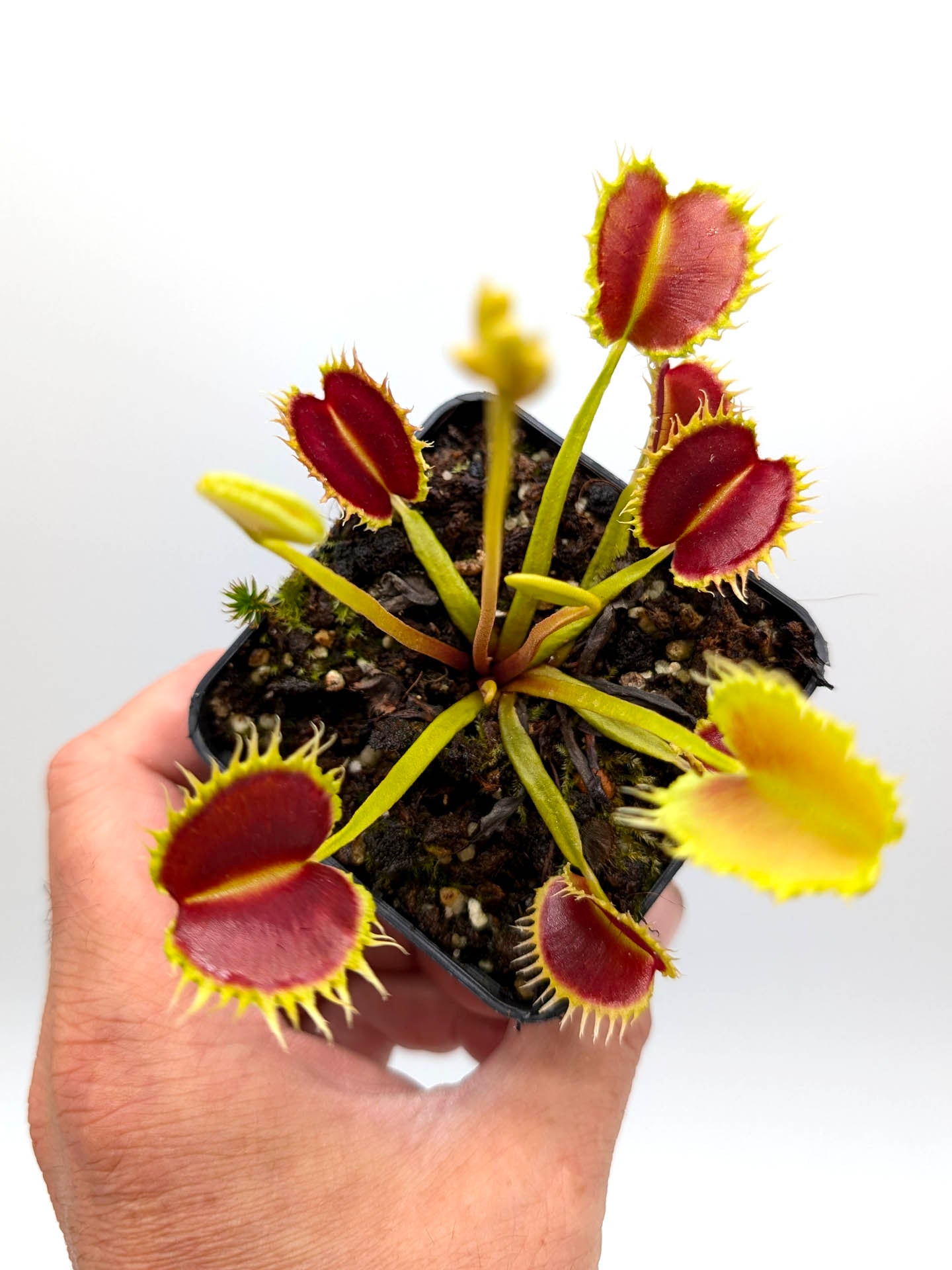 Dionaea muscipula GC Leech