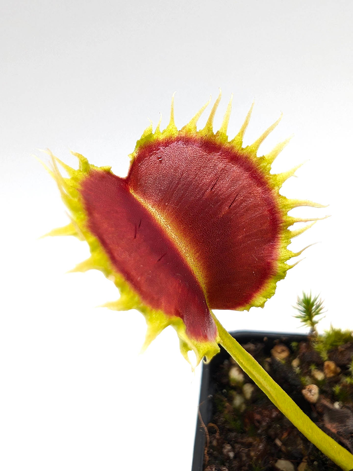 Dionaea muscipula GC Leech