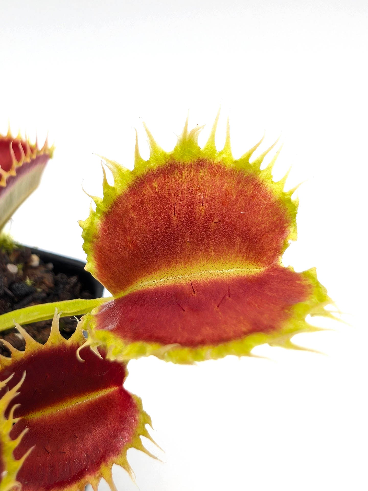 Dionaea muscipula GC Leech