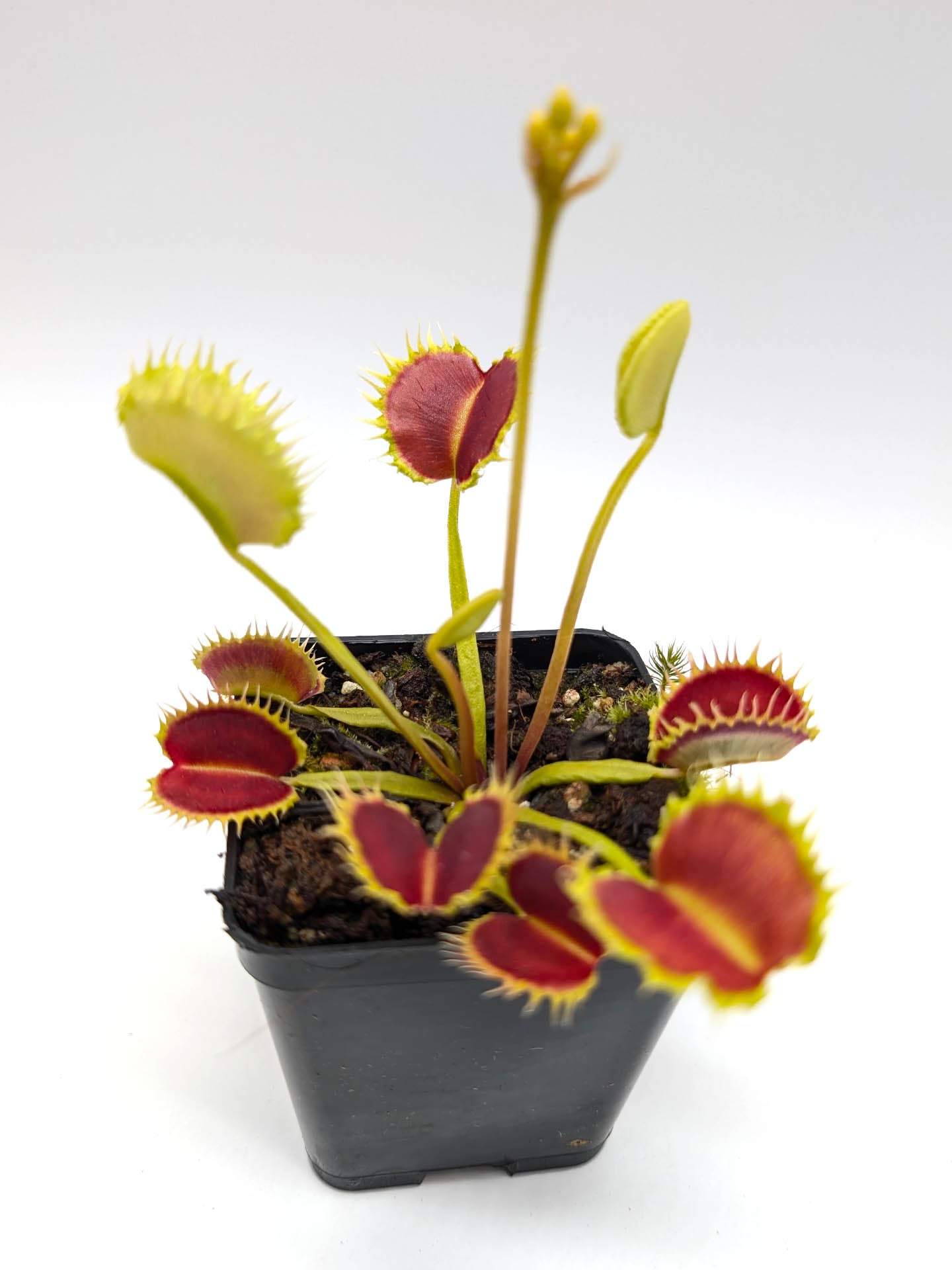 Dionaea muscipula GC Leech