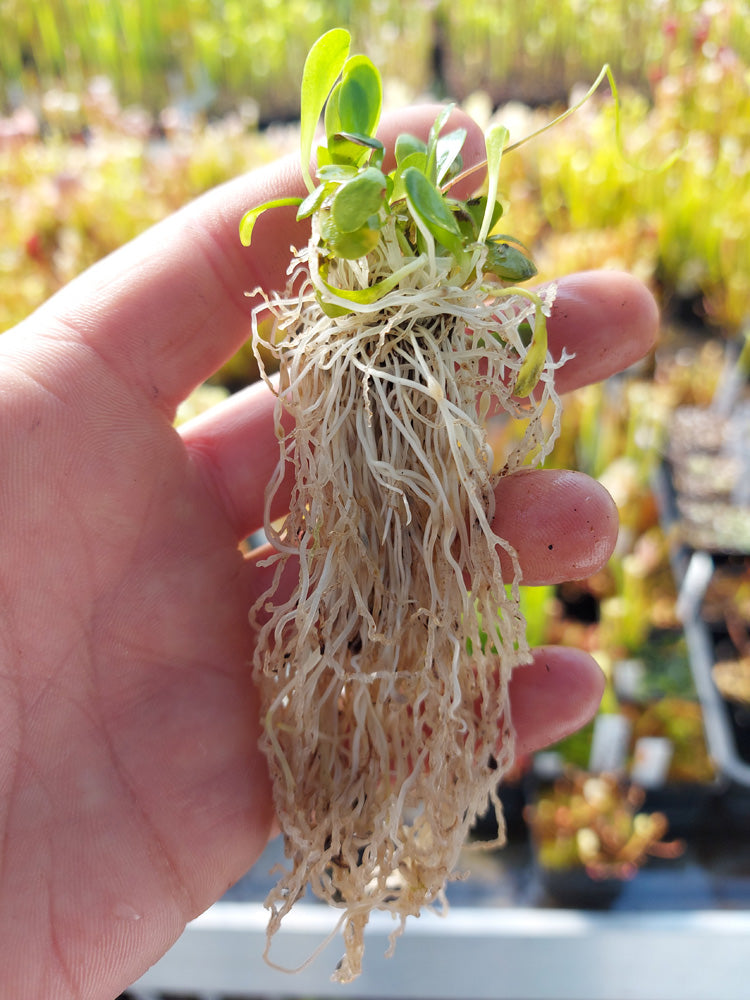 Genlisea exhibicionista  Cachoeira da Fumaca, Chapada Diamantina, Brazil