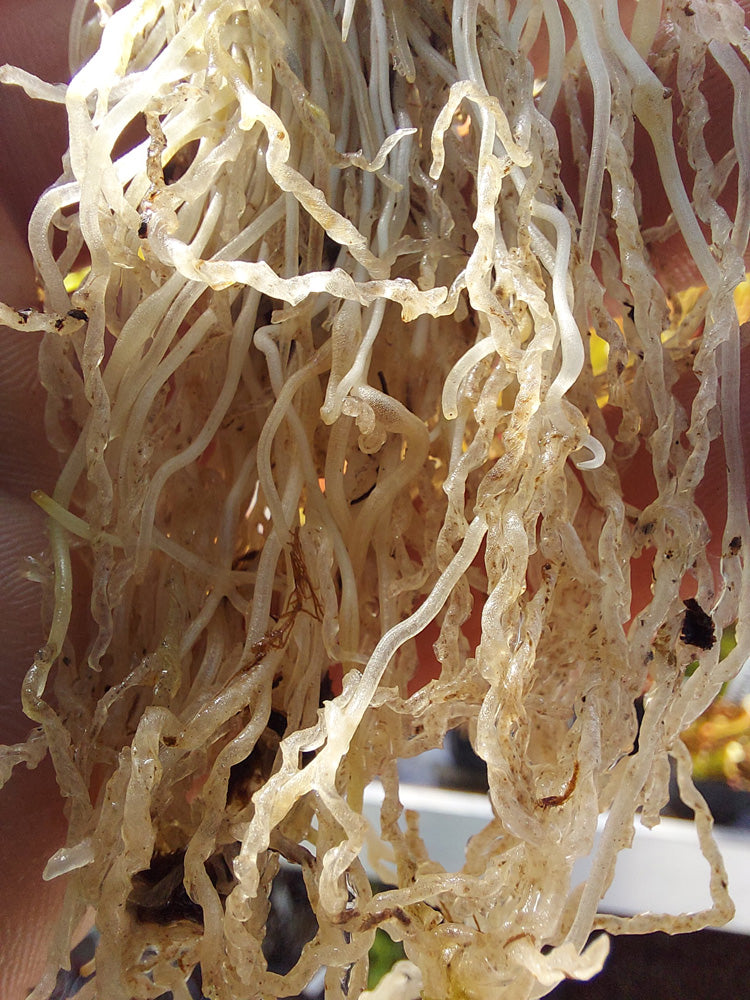 Genlisea exhibicionista  Cachoeira da Fumaca, Chapada Diamantina, Brazil