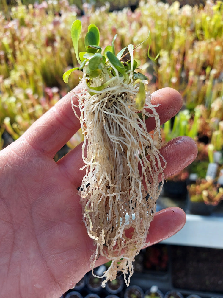 Genlisea metallica  Itacambira, Minas Gerais, Brazil