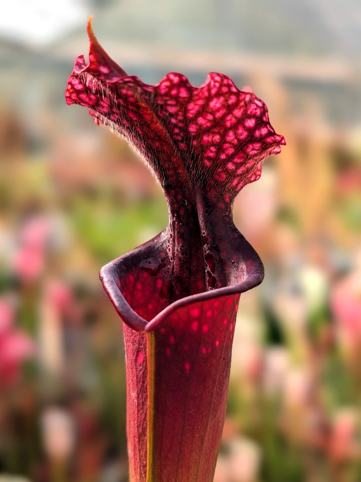 Sarracenia "Gila Monster"