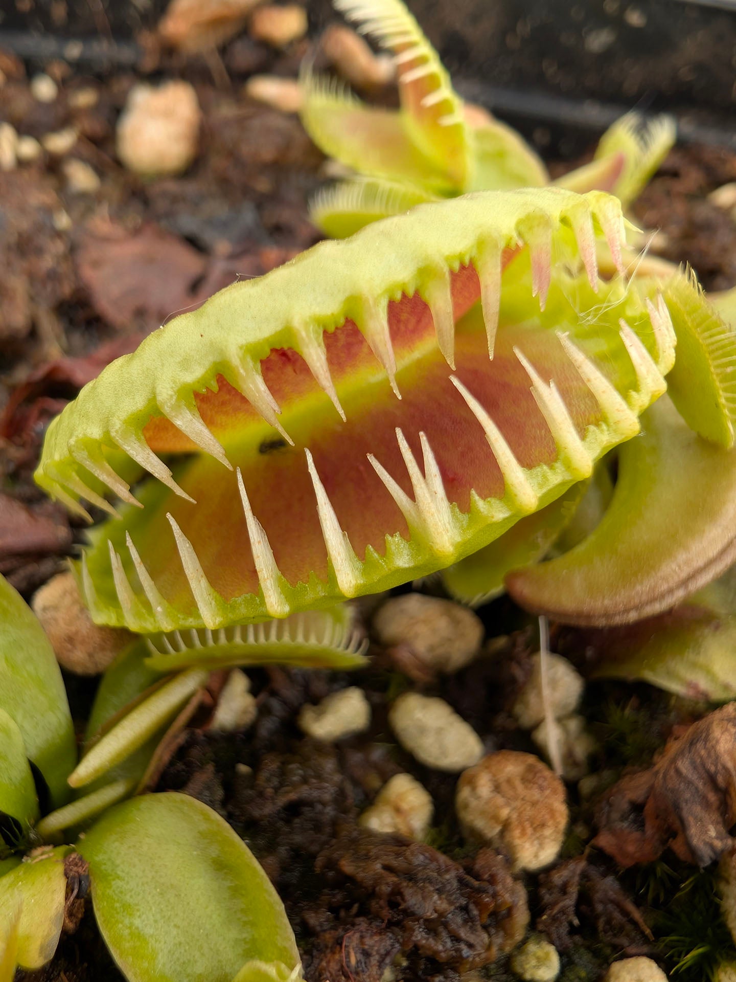 Dionaea muscipula "GJ Montecore"