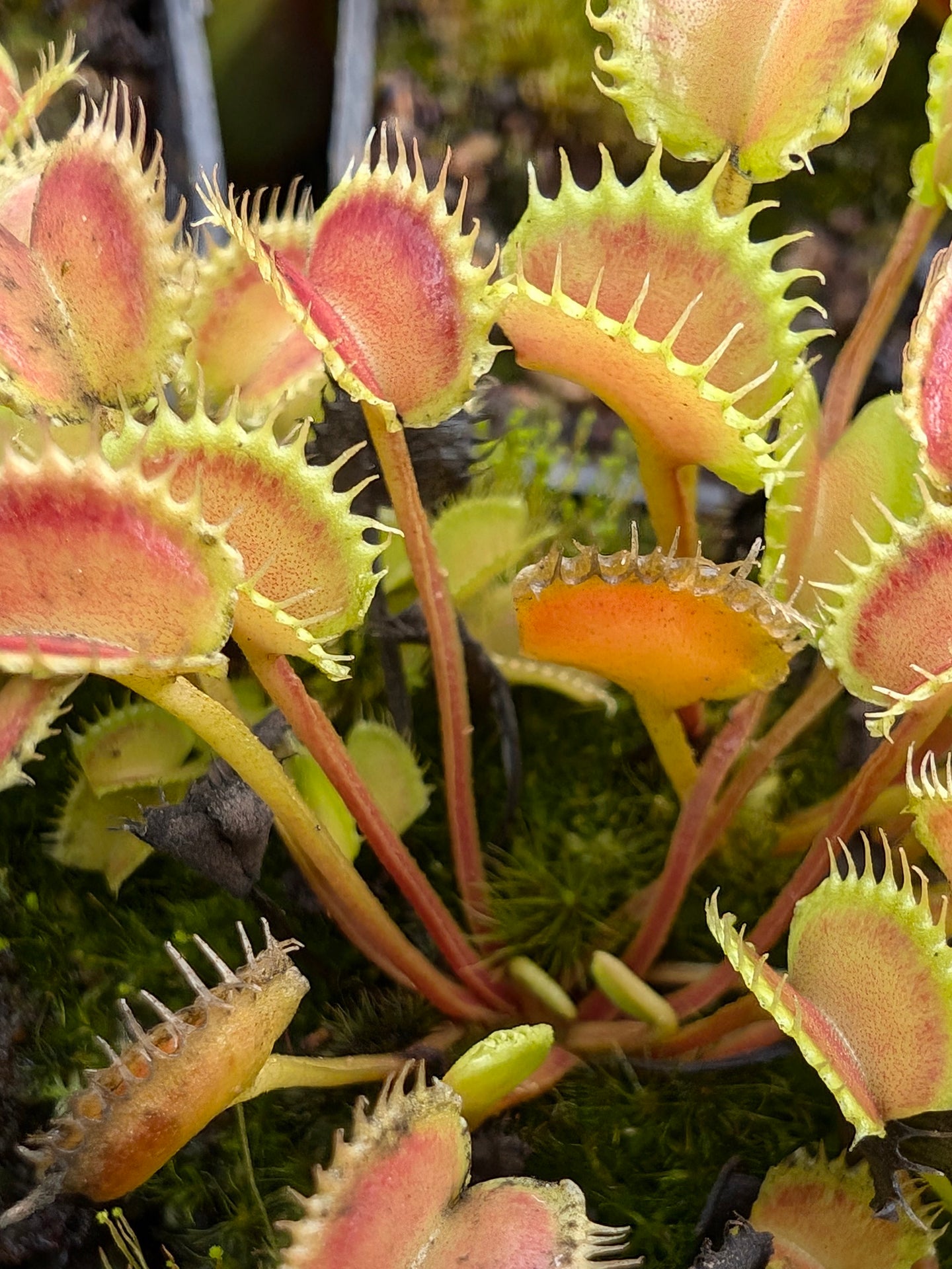 Dionaea muscipula "GJ Shir Khan"