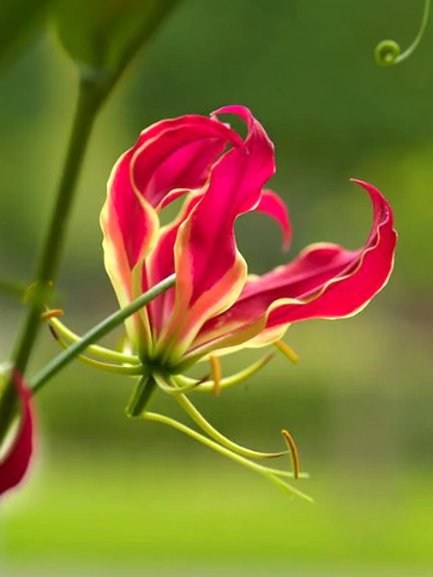 Gloriosa superba 'Rothschildiana'