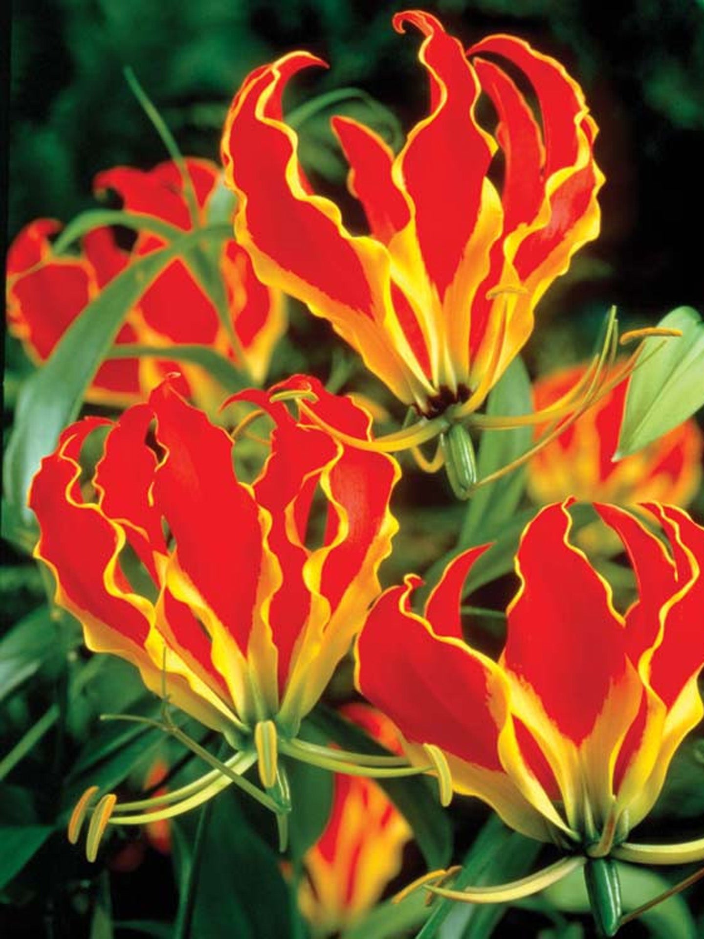 Gloriosa superba