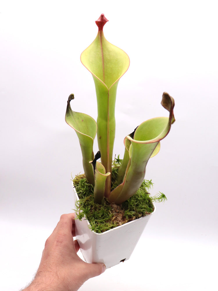 Heliamphora "Godzilla"