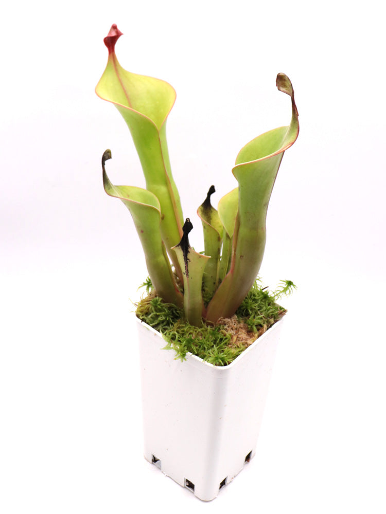 Heliamphora "Godzilla"