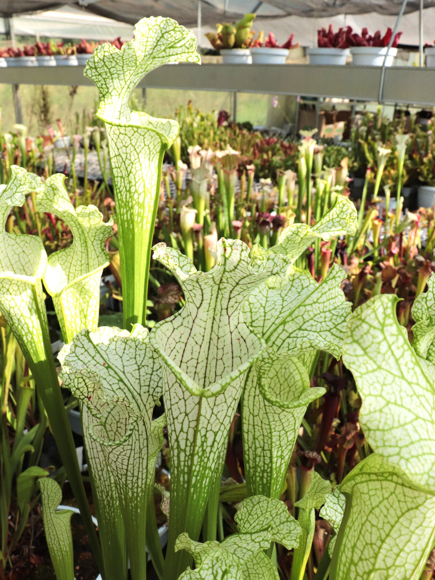 L22 GC Sarracenia leucophylla "Golden Winter"