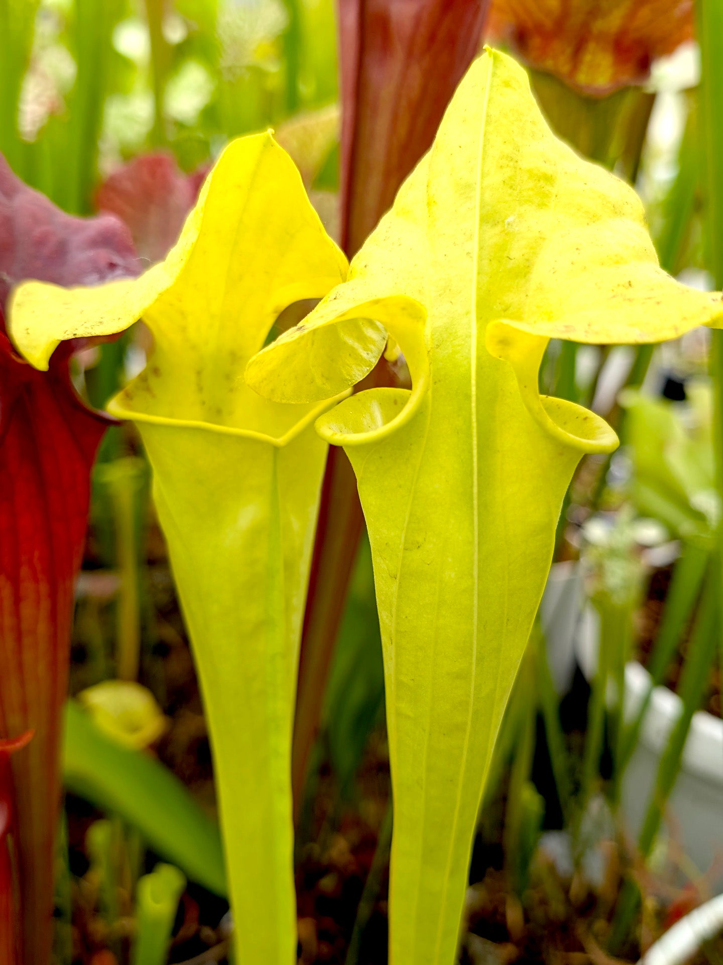 Sarracenia "Goldmine"