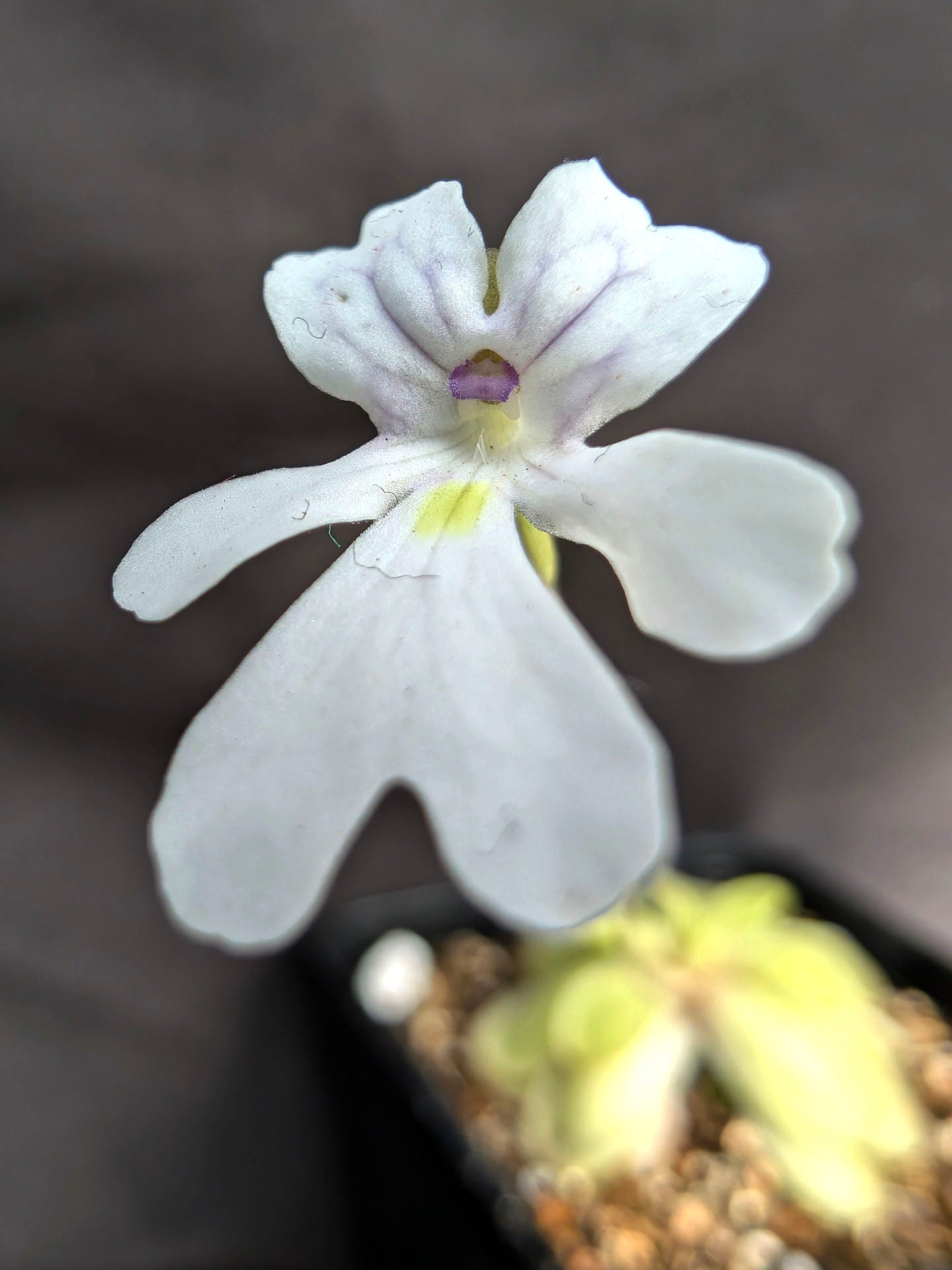 Pinguicula gracilis x emarginata
