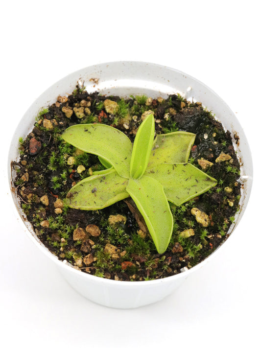 Pinguicula balcanica  Pirin, Bulgaria