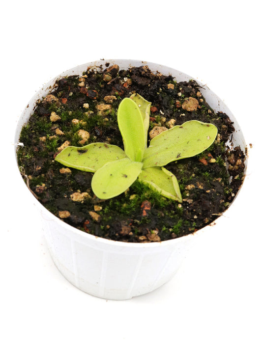 Pinguicula grandiflora subsp. rosea   Near Grenoble