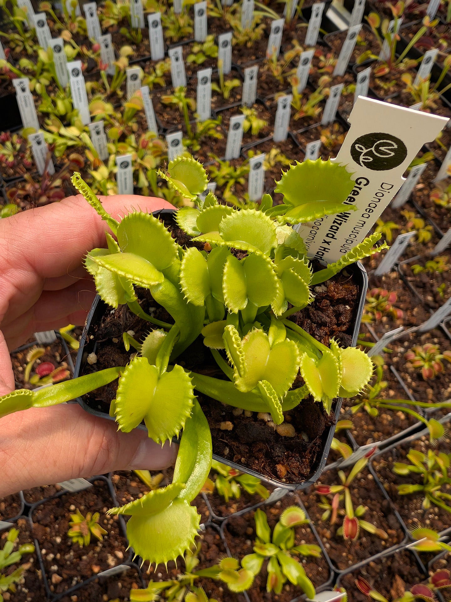 Dionaea muscipula Green Wizard x Harlequin