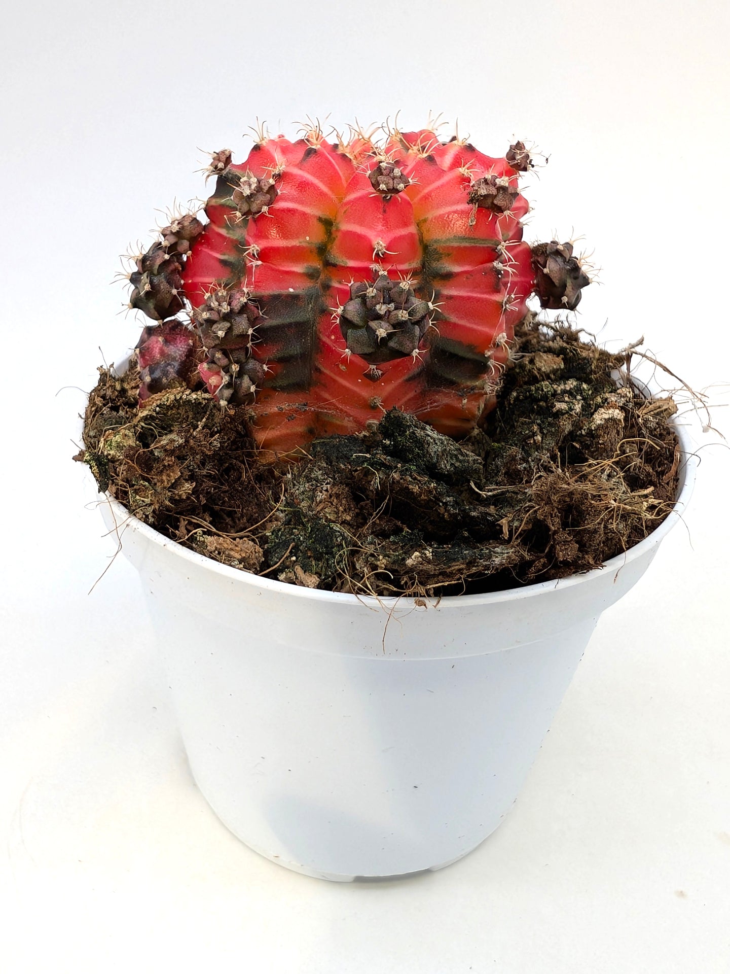 Gymnocalycium Special N1