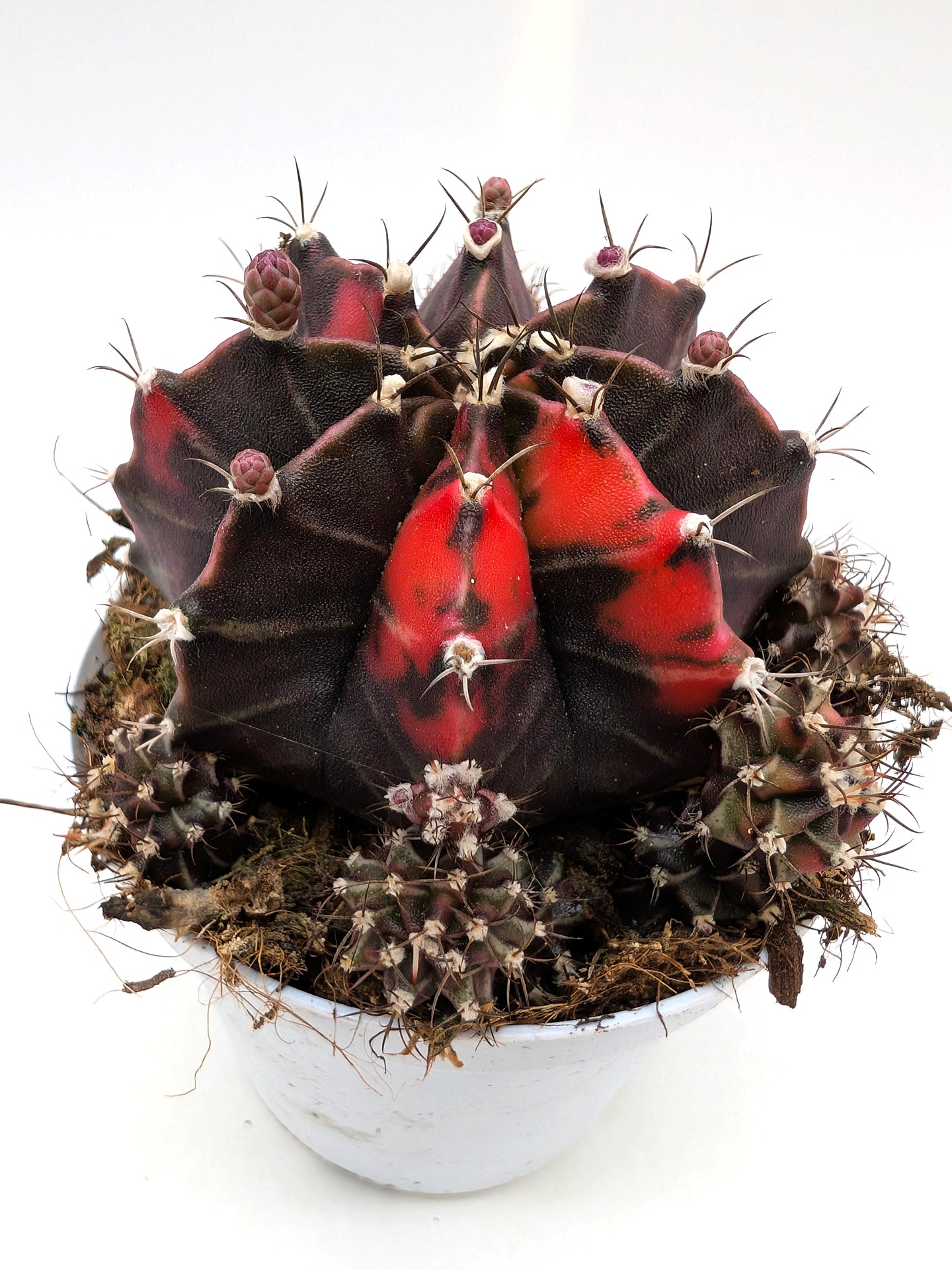 Gymnocalycium Special N6