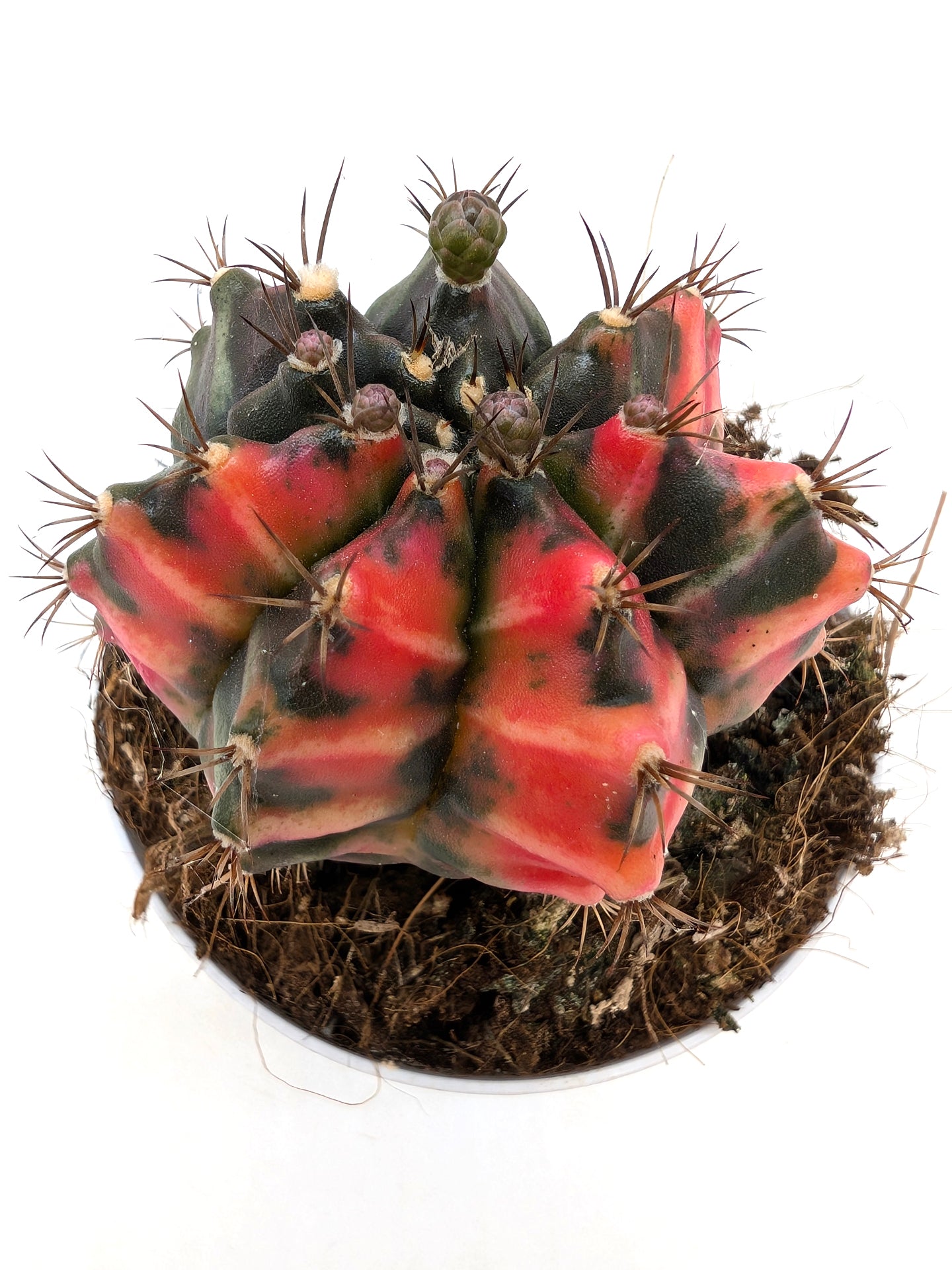 Gymnocalycium Special N8