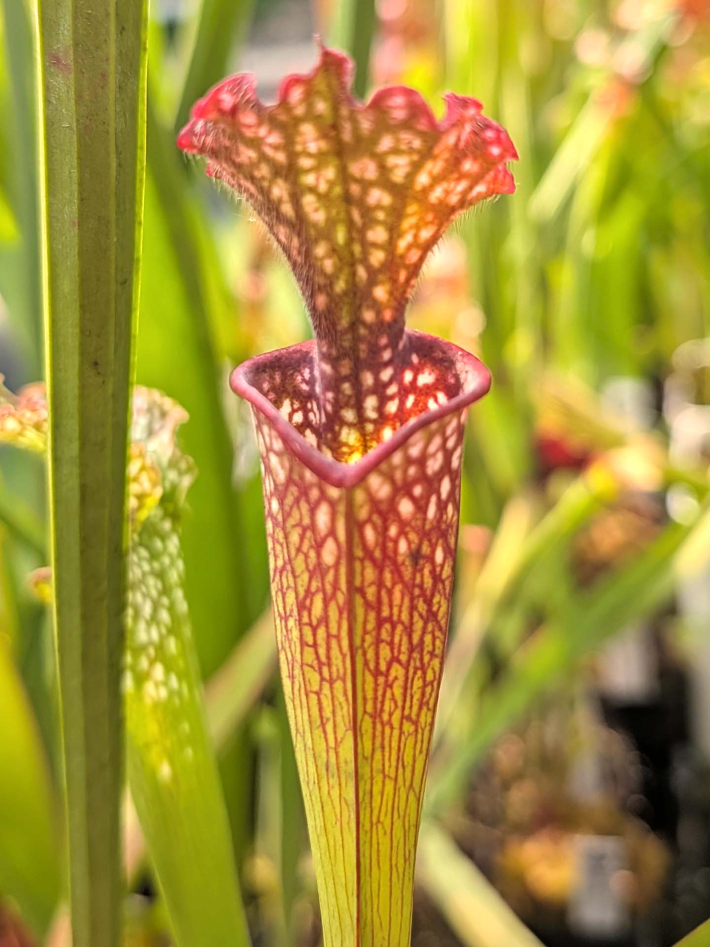 Sarracenia x moorei Pensacola Fields H123 MK