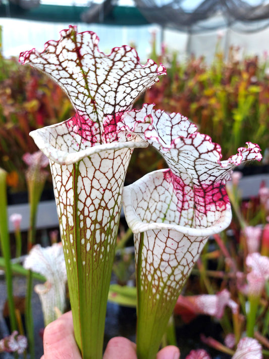 H128 GC  S.x moorei "Pink Throat"