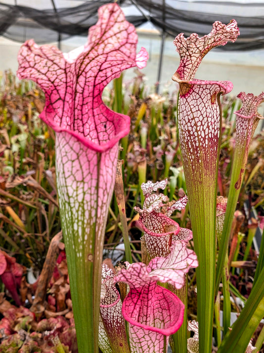 H129 GC  Sarracenia "Pink Flamingo"