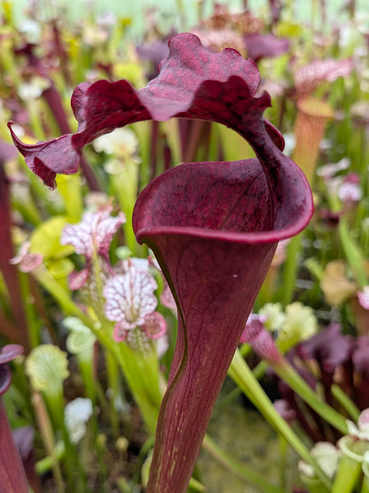 H133 GC  Sarracenia "Daredevil"