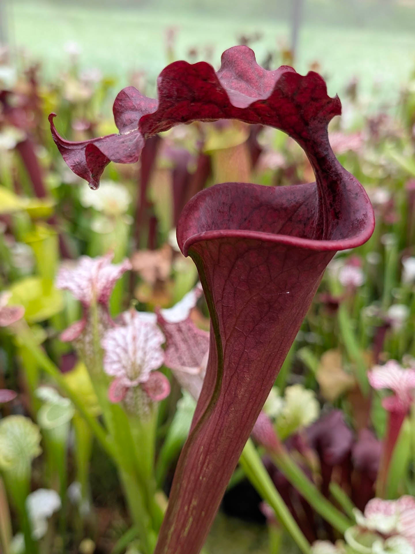 H133 GC Sarracenia "Daredevil"