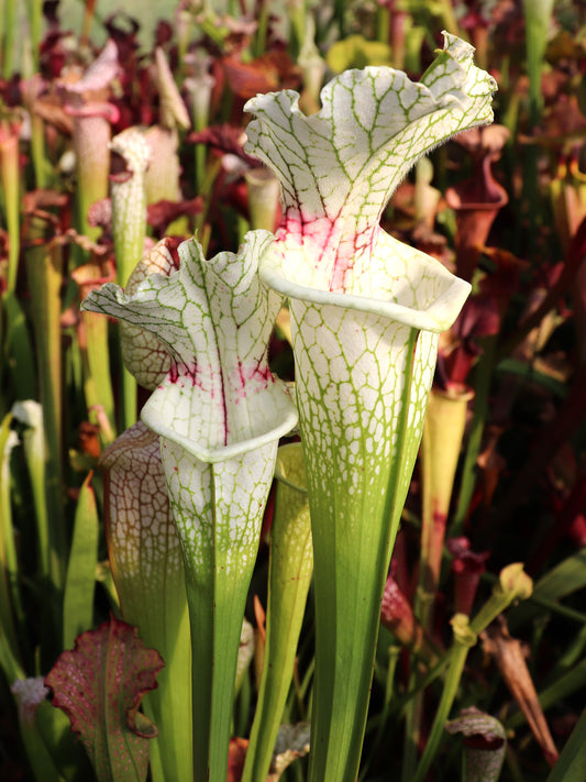 H15 GC  S. x moorei "GC Selection"