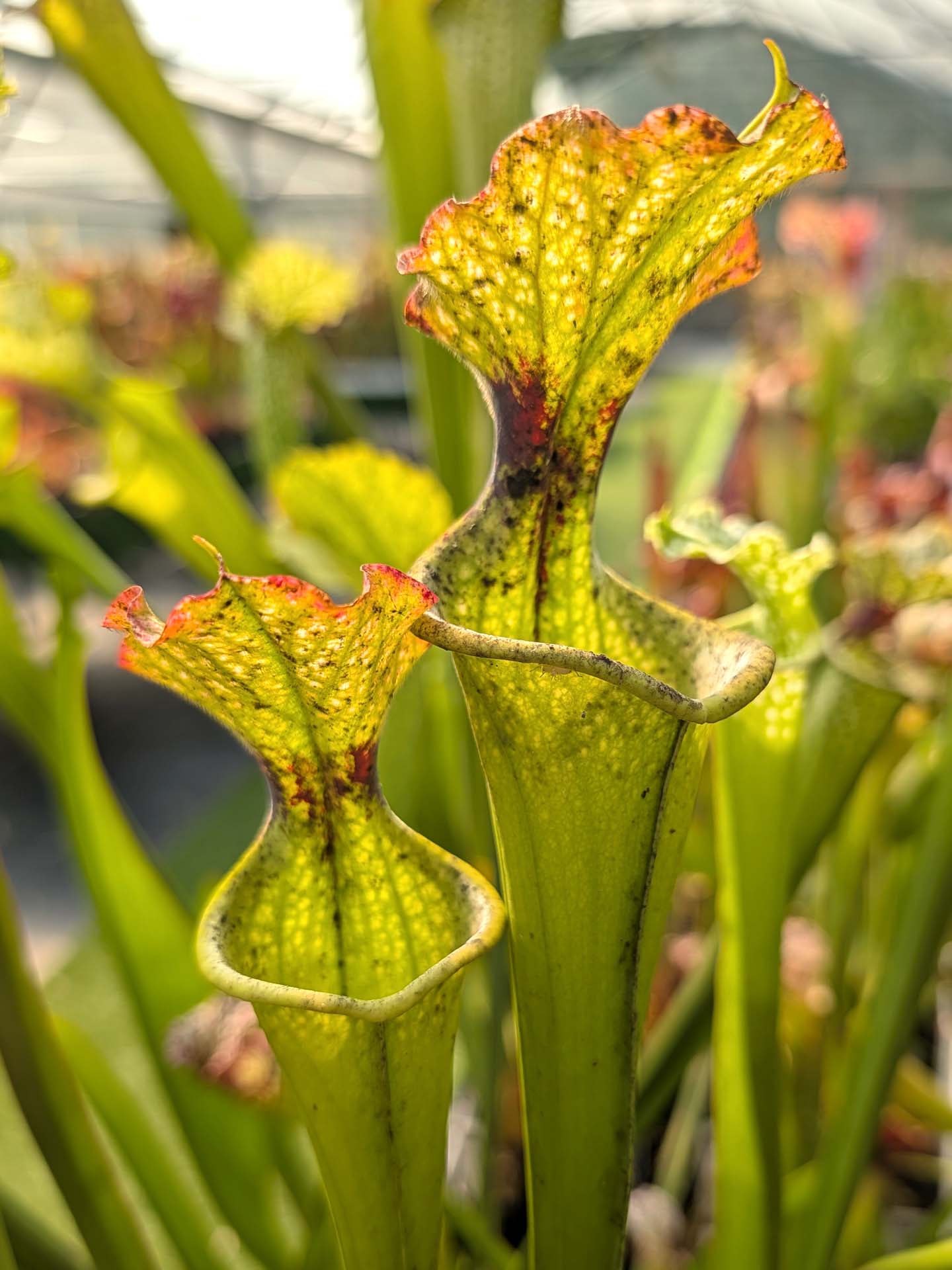 Sarracenia leucophylla x Sarracenia x moorei 'Adrian Slack' H223 MK