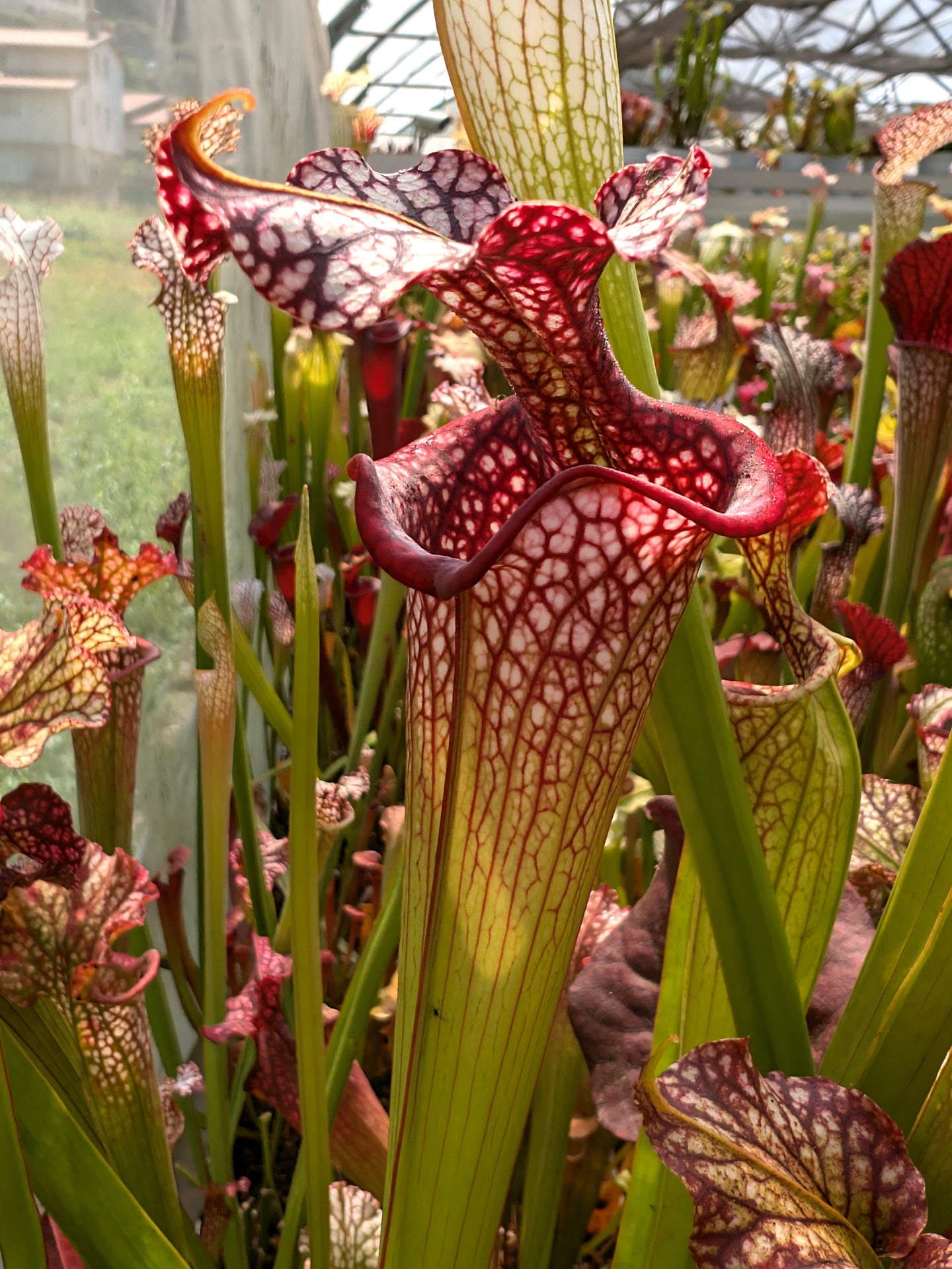 H35 GC Sarracenia "Gundam"