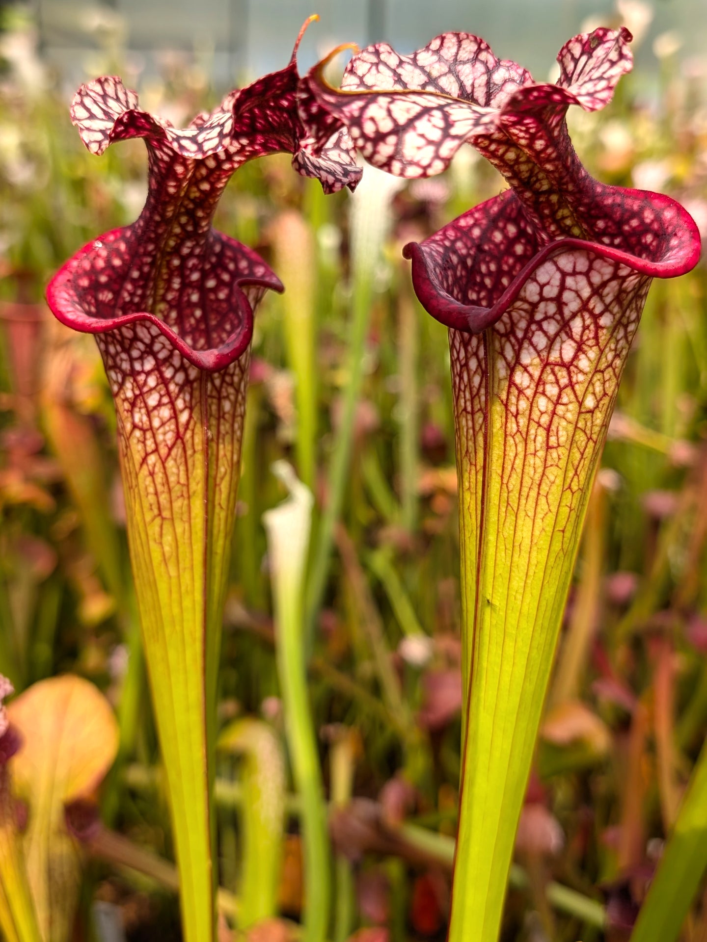 H35 GC Sarracenia "Gundam"