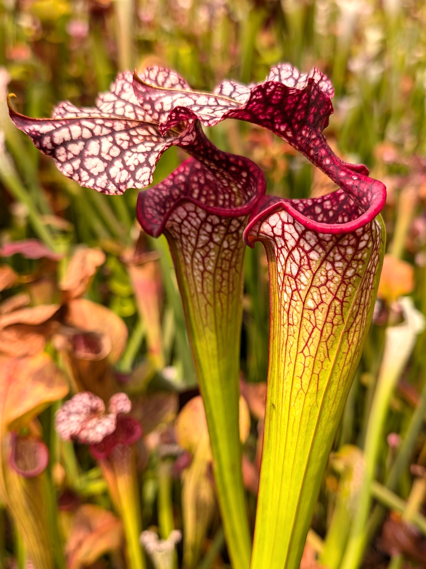 H35 GC Sarracenia "Gundam"