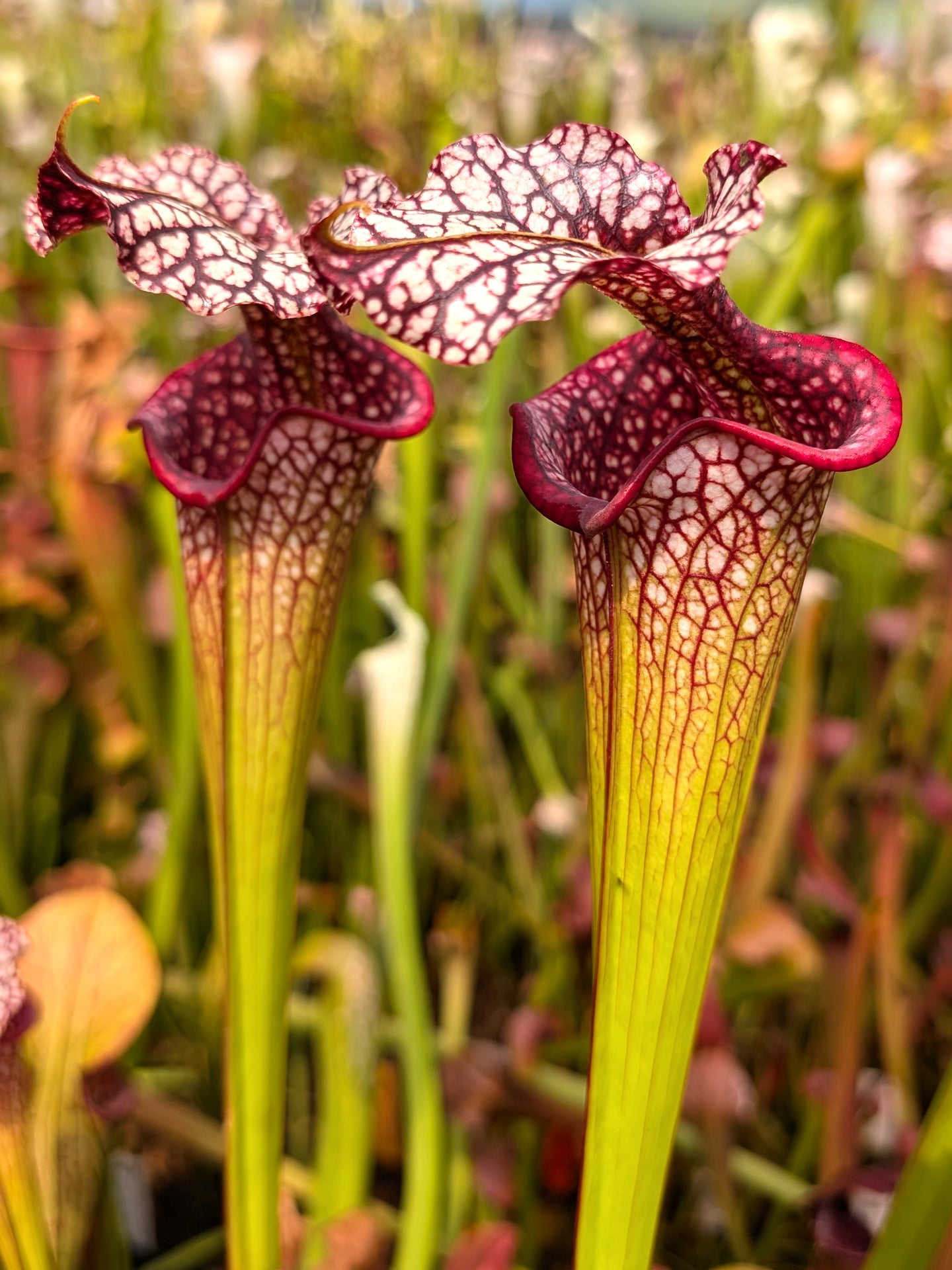 H35 GC Sarracenia "Gundam"