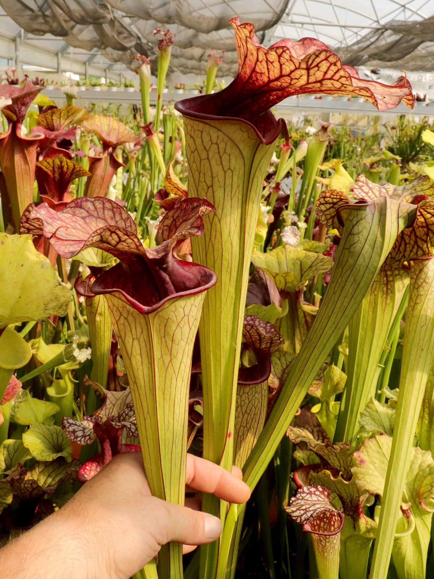 H36 Altair Oreophila x Leuco L3 Altair