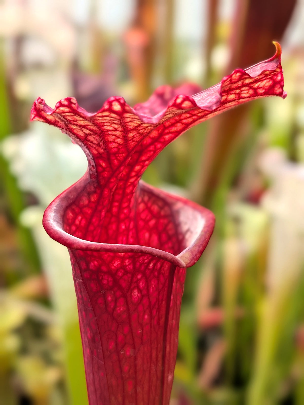 Sarracenia "Red Sumatra" H45 MK