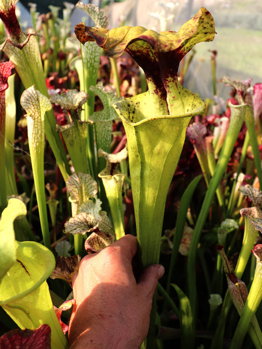 H56 GC S.x moorei "GC Selection"