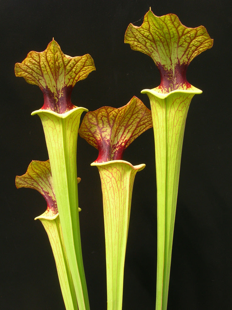 Sarracenia 'Brook's hybrid'  H7 MK