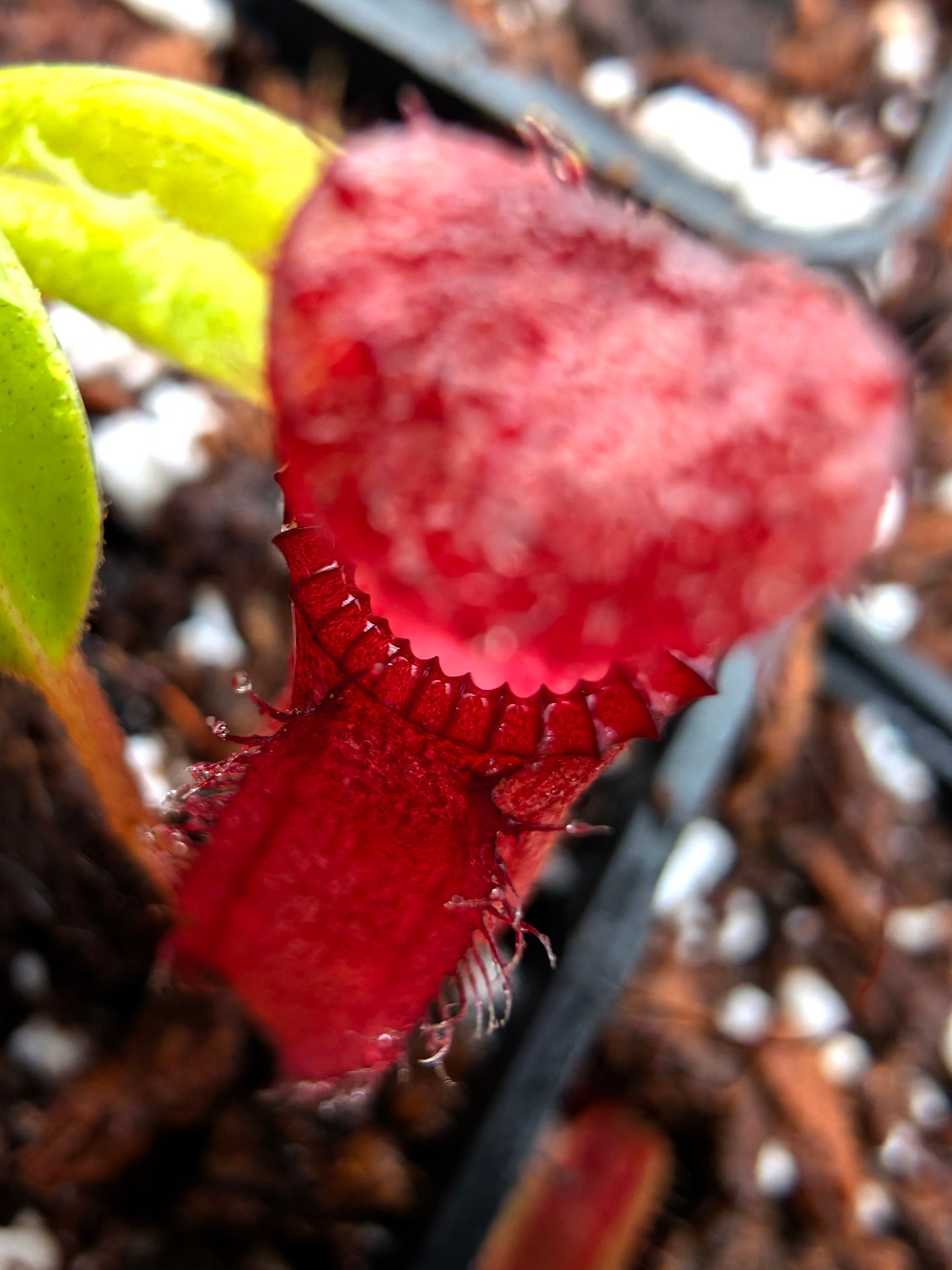 Nepenthes hamata x harryana  Yasuhide Nakagawa cross
