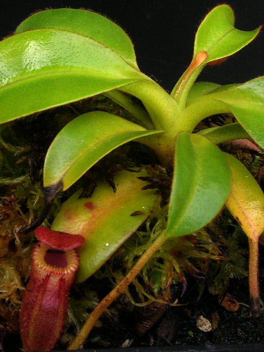 Nepenthes x 'Harryana' (Edwardsiana x villosa)   Marai Parai, Borneo