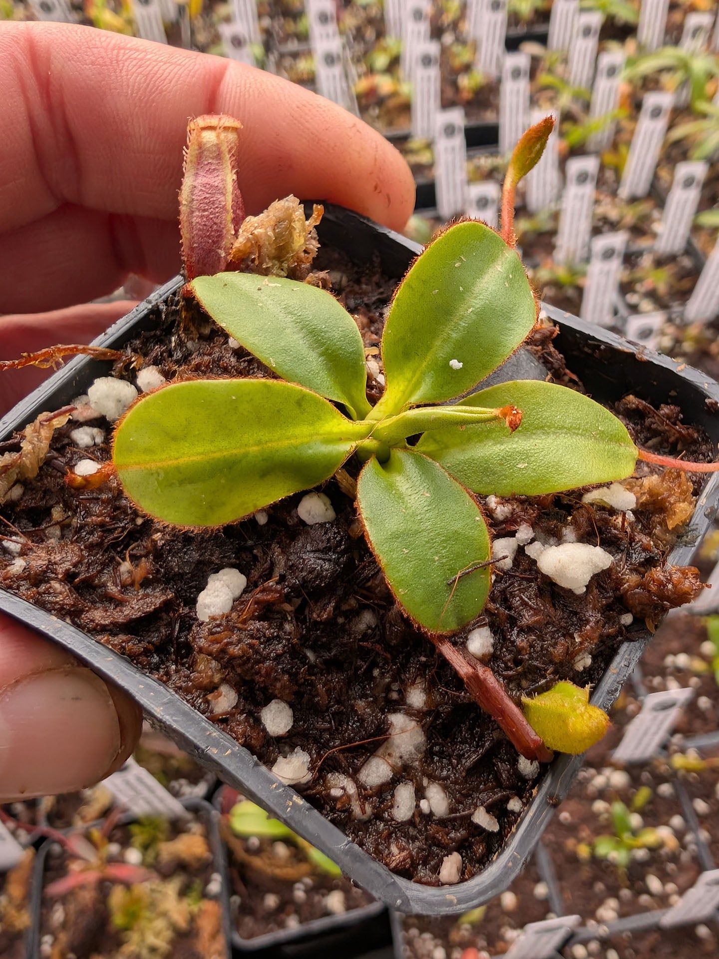 Nepenthes harryana x rajah Mt. Tambuyukon, Borneo
