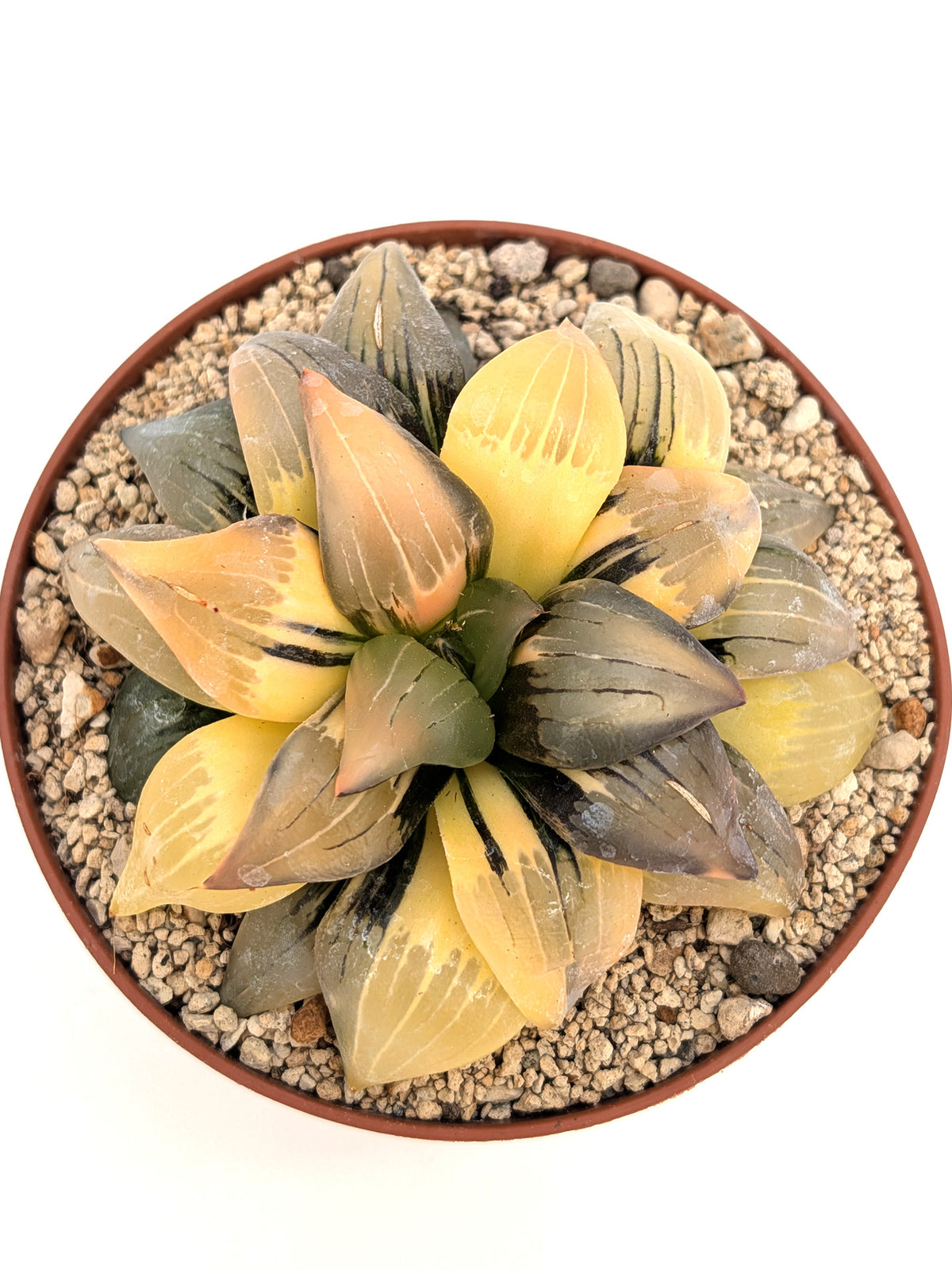 Haworthia atrofusca f. variegata