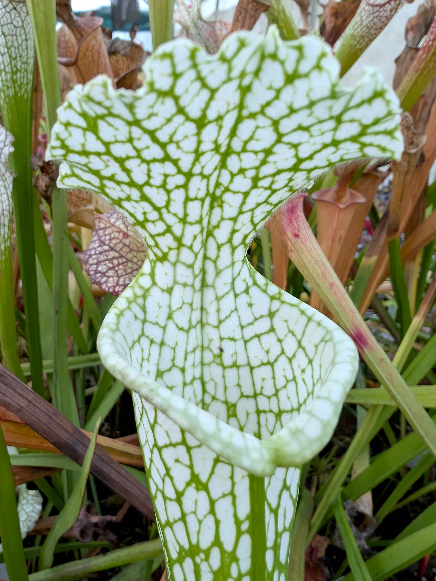 Sarracenia leucophylla Hurricane Creek White ExA #3