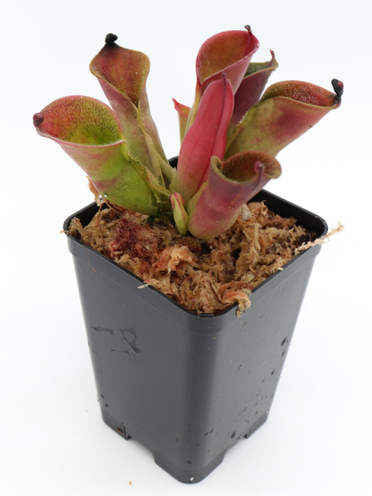 Heliamphora pulchella  Churi Tepui, Venezuela